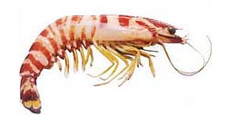 Crustaceans