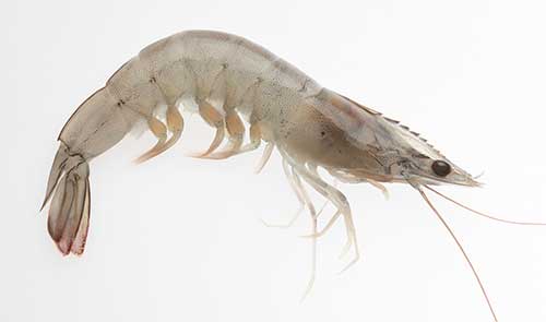 Crustaceans